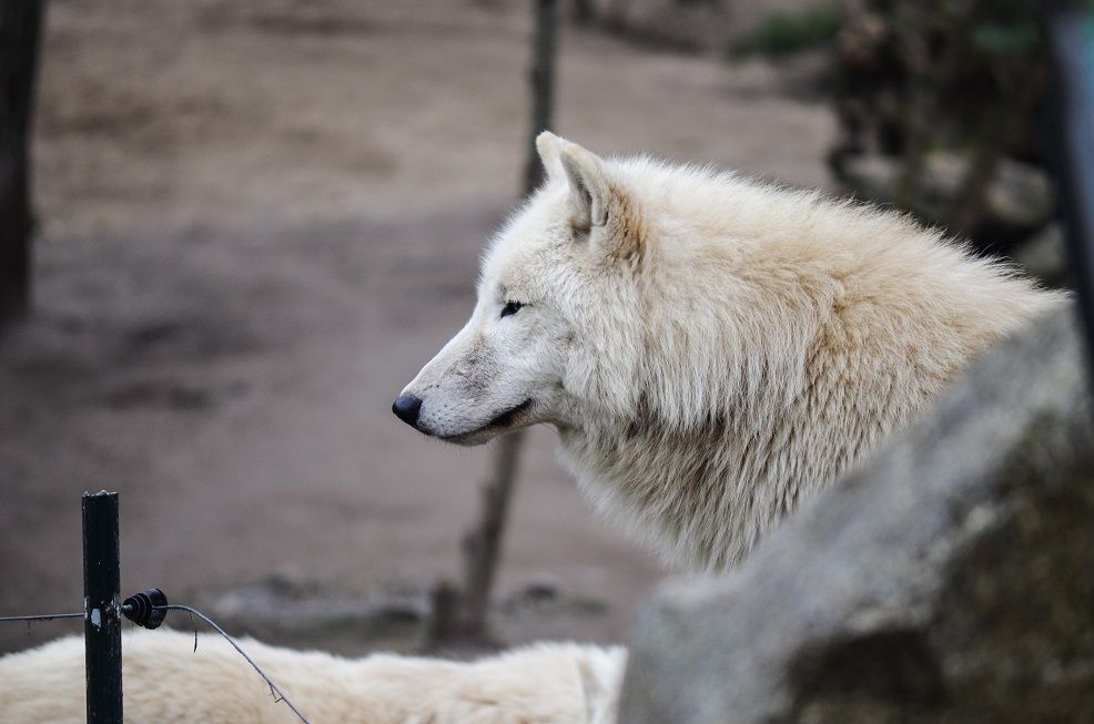 weißer Wolf im Zoo Berlin