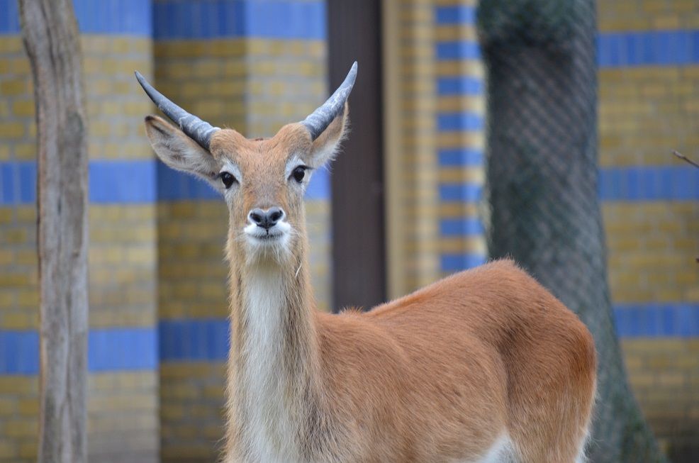 Der zoologische Garten Berlin