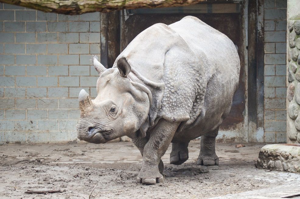 Berliner Zoo Nashorn