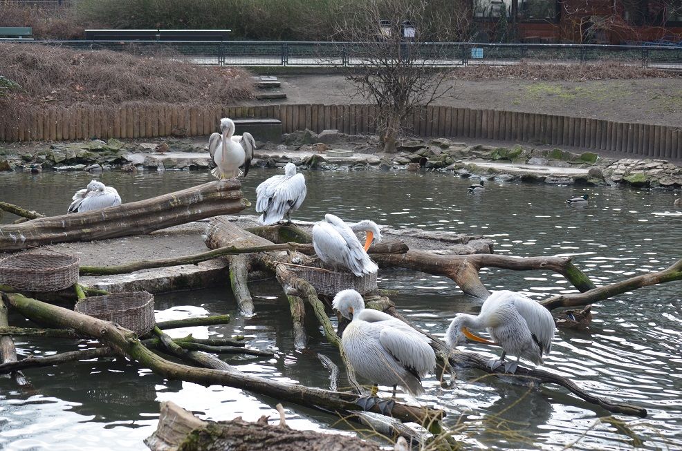 Berliner Zoo
