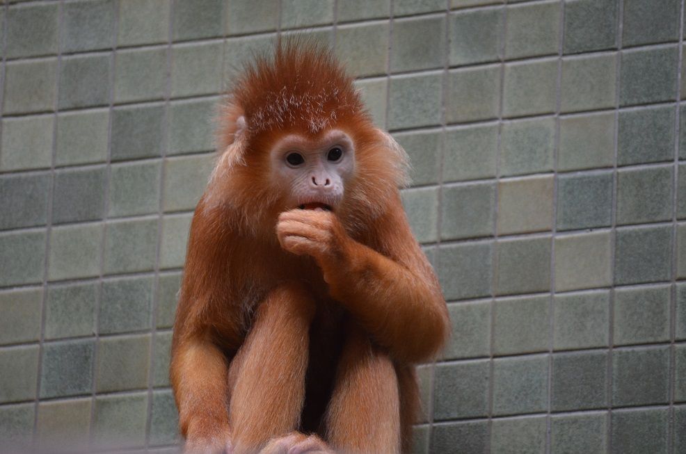 Affe im Berliner Zoo