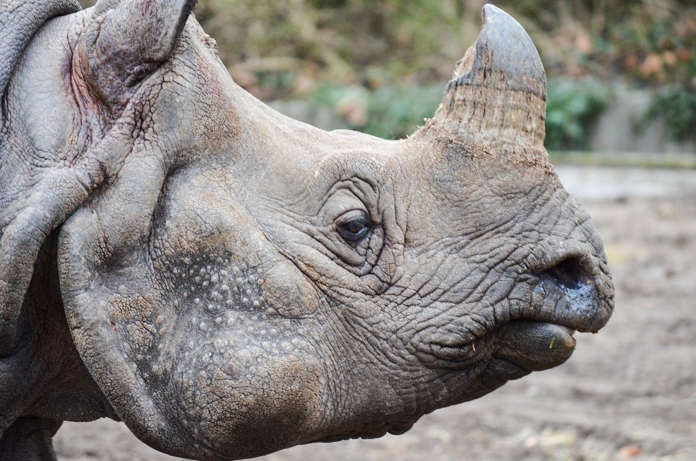 Nashorn Zoo Berlin