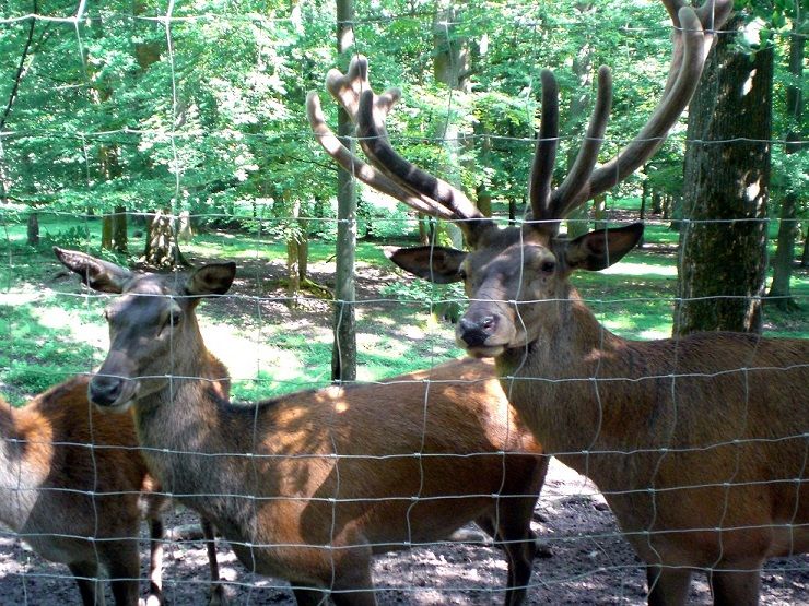 Dammwild Wildpark Tripsdrill