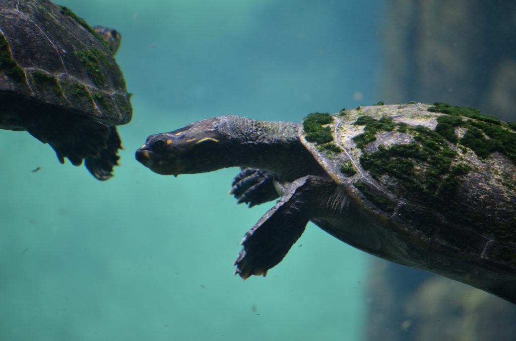 Lohnt sich der Besuch des Florida Aquariums in Tampa
