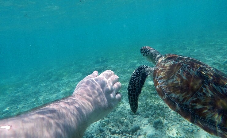 schildkröten-gili-trawangan