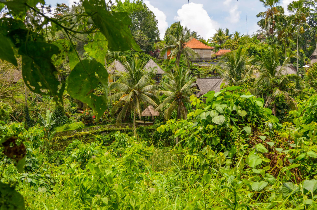 Lohnt sich der Campuhan Ridge Walk Ubud Bali