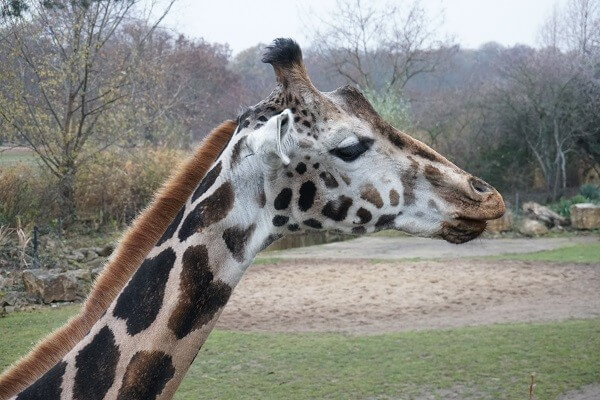 Sehenswürdigkeiten in Leipzig - Giraffe Zoo Leipzig