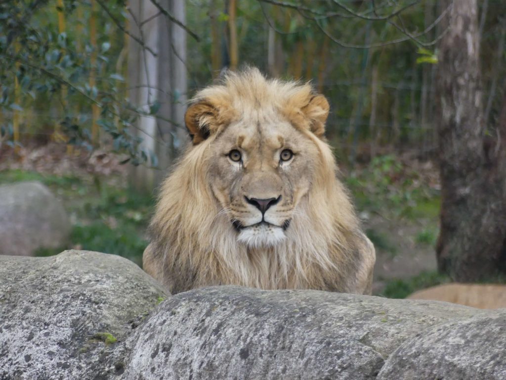 Löwe in seinem Gehege im Leipziger Zoo
