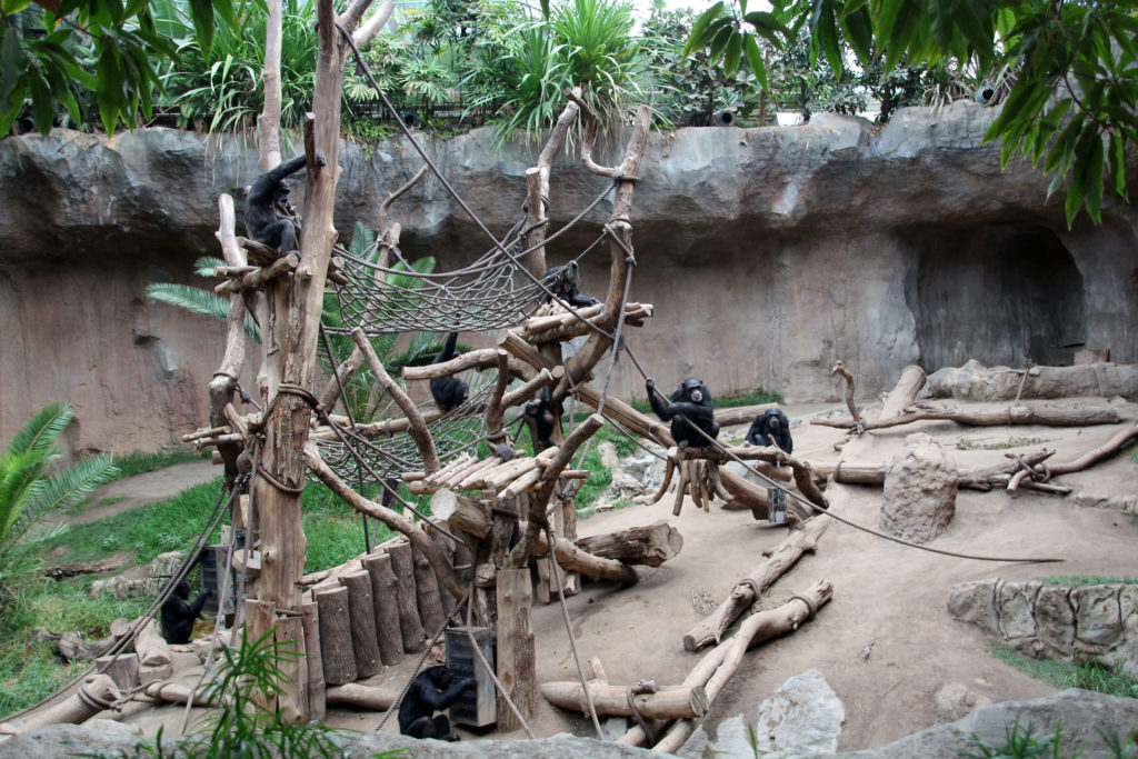 Schimpansen Pongoland Zoo Leipzig