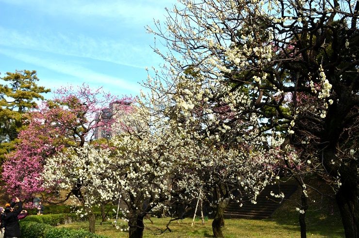 Aprikosenblüte Kaiserpalast Tokio