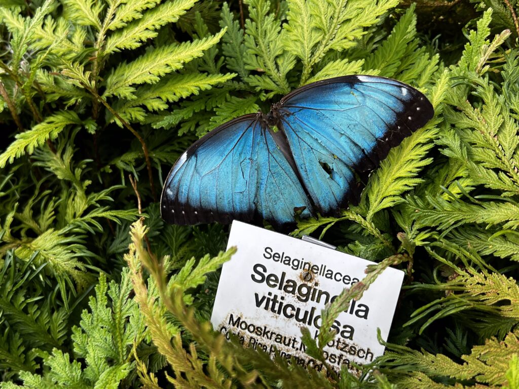 Schmetterlingshaus-Botanischer-Garten-Leipzig-Morphofalter